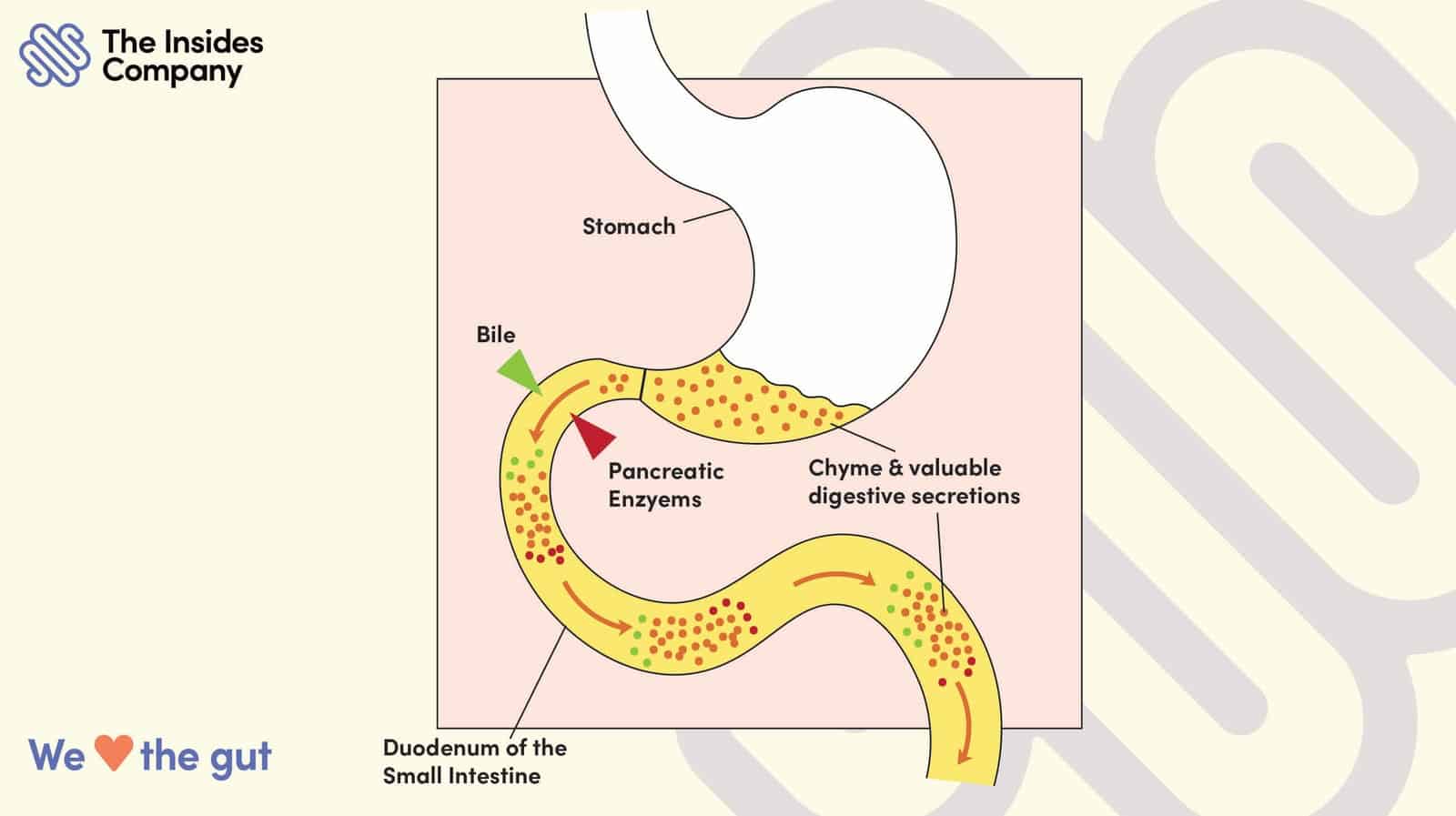 What is Chyme?